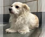 Small Havanese Mix