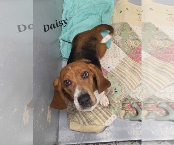 Medium Photo #2 Basset Hound Puppy For Sale in Brookville, OH, USA