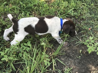 German Shorthaired Pointer Puppy for sale in COLDSPRING, TX, USA