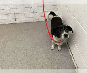 Medium Chihuahua Mix