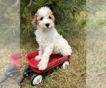 Small Photo #2 Poodle (Miniature) Puppy For Sale in MIDDLEBURY, IN, USA