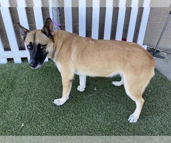 Medium Photo #1 Mutt Puppy For Sale in Modesto, CA, USA