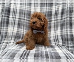 Small #3 Cavapoo (Miniature)