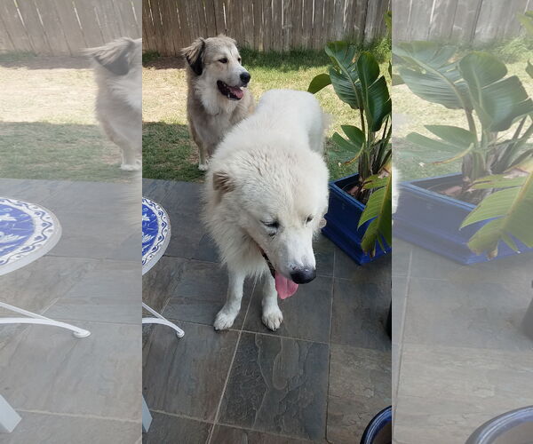 Medium Photo #14 Great Pyrenees-Unknown Mix Puppy For Sale in Houston, TX, USA