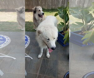 Great Pyrenees-Unknown Mix Dogs for adoption in Houston, TX, USA