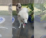 Small #13 Great Pyrenees Mix