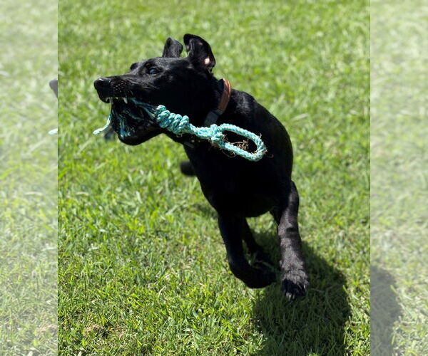 Medium Photo #3 Labrador Retriever Puppy For Sale in Virginia Beach, VA, USA