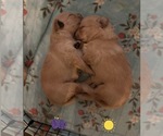 Small Photo #62 Golden Retriever Puppy For Sale in EXTON, PA, USA