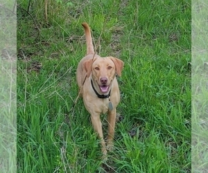 Mother of the Labrador Retriever puppies born on 02/20/2024