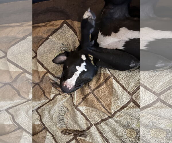 Medium Photo #11 Mutt Puppy For Sale in Katy, TX, USA
