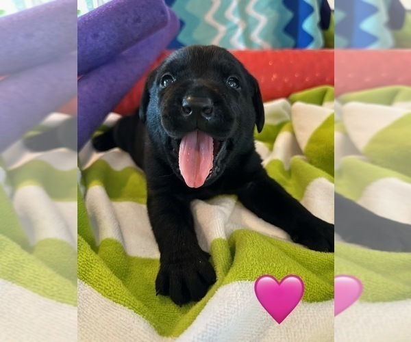 Medium Photo #13 Labrador Retriever Puppy For Sale in TURLOCK, CA, USA