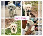 Puppy Red Boy Golden Retriever