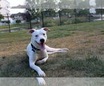 Small #2 American Pit Bull Terrier Mix