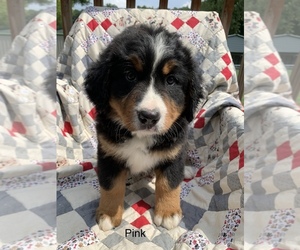 Bernese Mountain Dog Puppy for sale in ENON, OH, USA