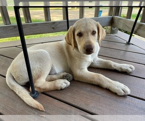 Labrador Retriever Puppy for sale in FLANDREAU, SD, USA