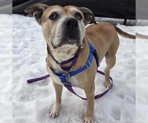 Mutt Dogs for adoption in Boston, MA, USA