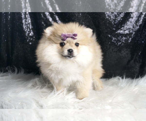 Medium Photo #5 Pomeranian Puppy For Sale in WARSAW, IN, USA