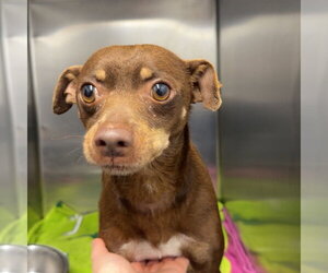 Chihuahua Dogs for adoption in Chico, CA, USA