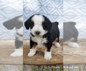 Aussiedoodle Miniature  Dog for Adoption in SULLIVAN, Illinois USA