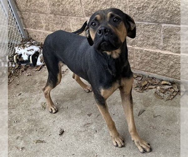 Medium Photo #1 American Pit Bull Terrier Puppy For Sale in Aurora, IL, USA