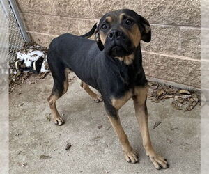 American Pit Bull Terrier Dogs for adoption in Aurora, IL, USA