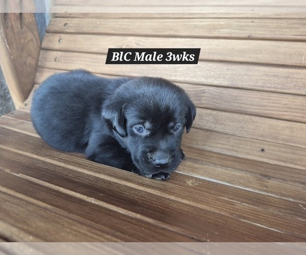 Medium Photo #8 Labrador Retriever Puppy For Sale in EDGEWOOD, TX, USA