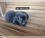 Small Photo #8 Labrador Retriever Puppy For Sale in EDGEWOOD, TX, USA
