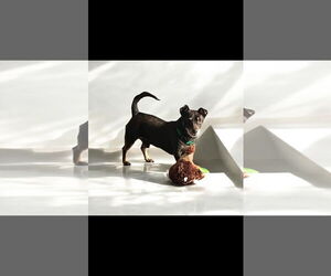 Dachshund Dogs for adoption in Menifee, CA, USA