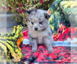 Pomeranian Puppy for sale in ROCKVILLE, IN, USA