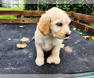 Goldendoodle Puppy for sale in LEON, KS, USA