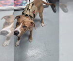 NEYO - Male Mutt Dog for Adoption - Small photo