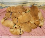 Small Photo #14 Golden Retriever Puppy For Sale in CHINO HILLS, CA, USA