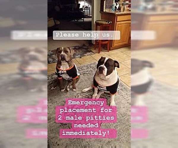 Medium Photo #1 Mutt Puppy For Sale in Dana Point, CA, USA