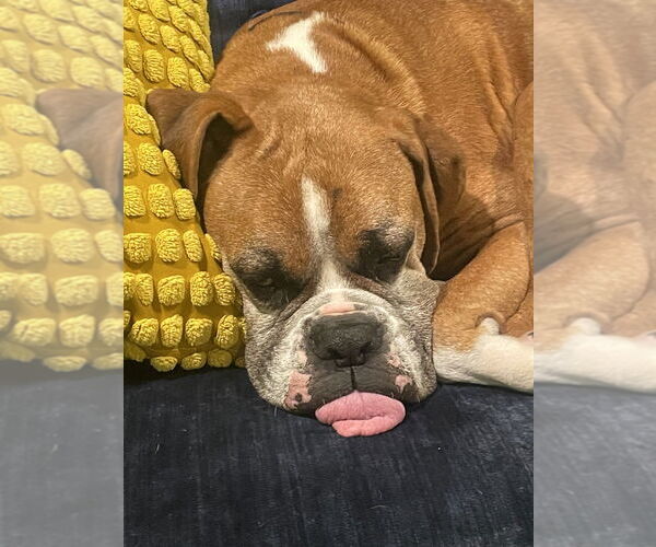 Medium Photo #7 Boxer Puppy For Sale in Austin, TX, USA