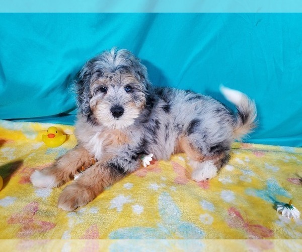 Medium Photo #1 Bernedoodle (Miniature) Puppy For Sale in COLORADO SPRINGS, CO, USA