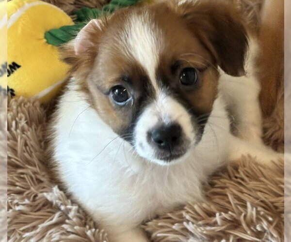 Medium Photo #3 Chihuahua-Unknown Mix Puppy For Sale in Bellevue, WA, USA
