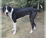 Small #2 Great Dane