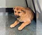Small Photo #4 German Shepherd Dog-Great Pyrenees Mix Puppy For Sale in Chico, CA, USA