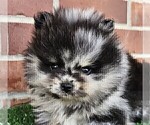 Small #8 Pomeranian