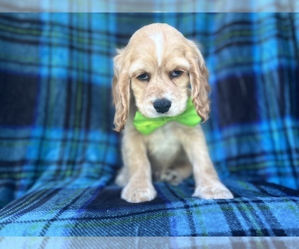 Medium Photo #3 Cocker Spaniel Puppy For Sale in LAKELAND, FL, USA
