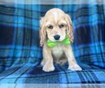 Small #2 Cocker Spaniel
