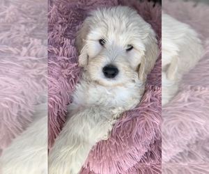 Goldendoodle Puppy for sale in VACAVILLE, CA, USA