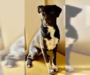 Medium Labrador Retriever Mix