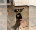 Small Photo #2 Chihuahua Puppy For Sale in Sandy, UT, USA