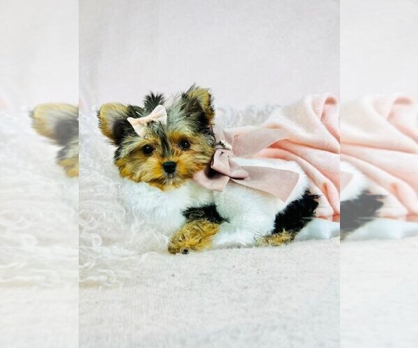 Medium Photo #15 Morkie Puppy For Sale in WEST PALM BEACH, FL, USA