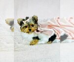 Small #14 Morkie