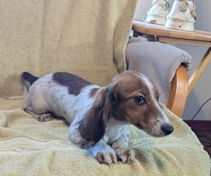 Dachshund Puppy for sale in MARATHON, NY, USA