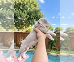 Small Photo #15 Olde English Bulldogge Puppy For Sale in FORT WORTH, TX, USA