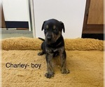 Small Photo #19 Doberman Pinscher-Greyhound Mix Puppy For Sale in CANAL WINCHESTER, OH, USA
