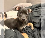 Small #6 German Shepherd Dog Mix